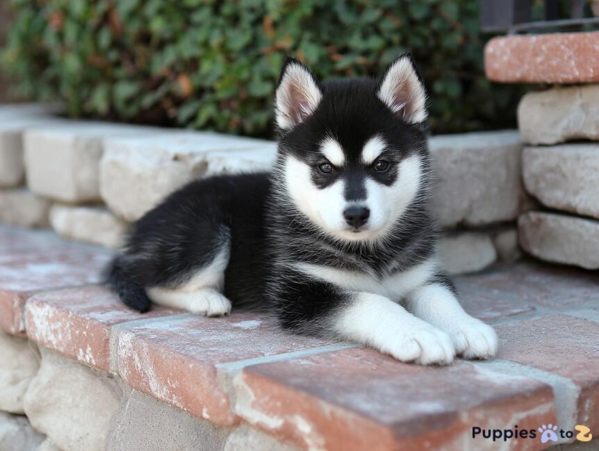 Alaskan Klee Kai