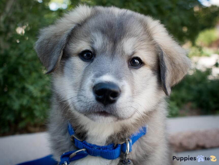 Central Asian Shepherd