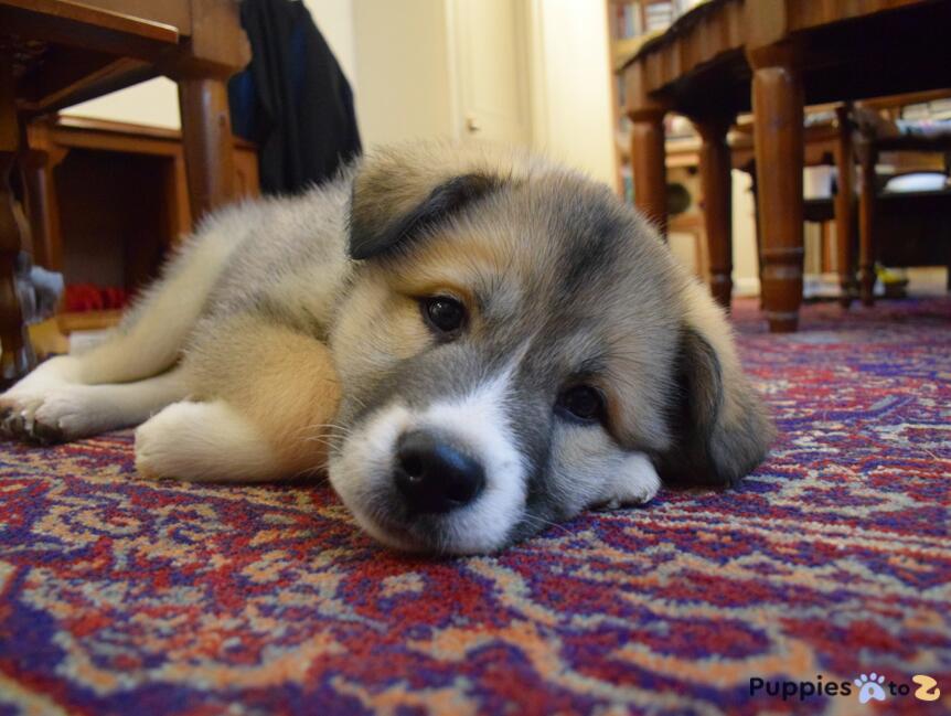 Central Asian Shepherd