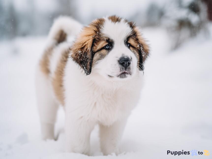 Central Asian Shepherd