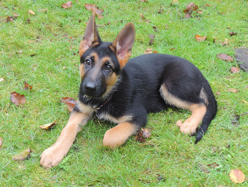 German Shepherd