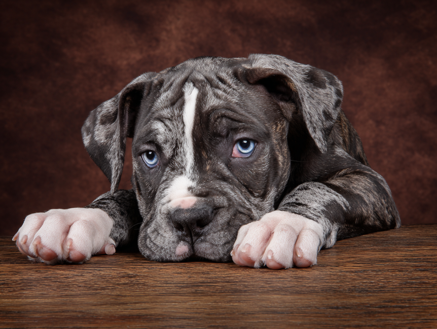 Catahoula Bulldog